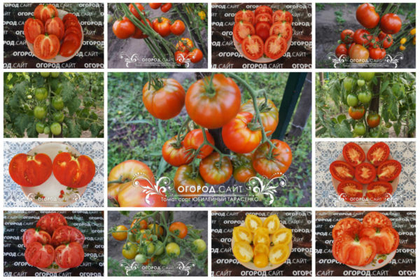советские сорта томатов